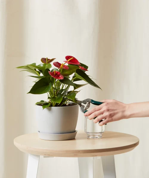 Red Anthurium