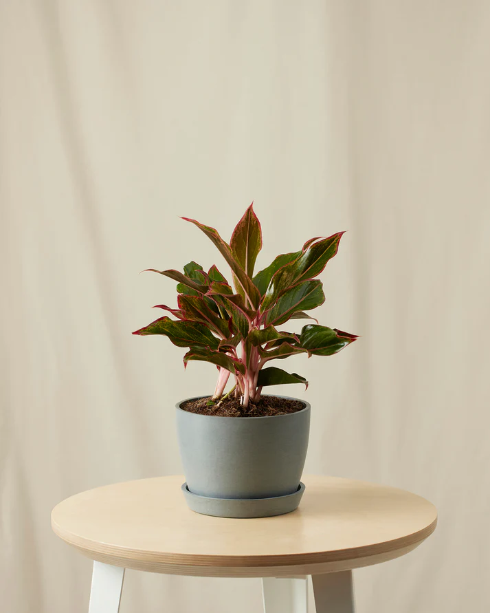 Aglaonema Siam