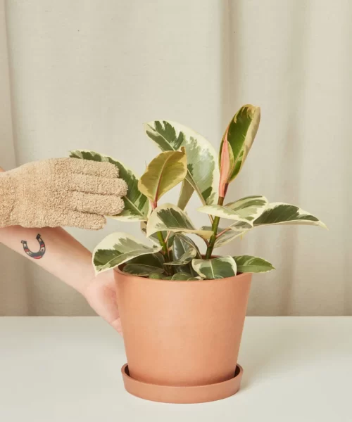 Ficus Tineke
